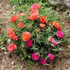 Image result for Portulaca