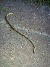 Dead Snake Snake Animals Dead