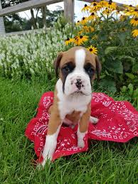 155 homes for sale in chambersburg, pa. Max Boxer Puppy For Sale In Chambersburg Pa Happy Valentines Day Happyvalentinesday2016i