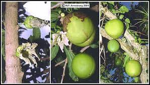 The pods begin to curl as they dry. Cauliflory