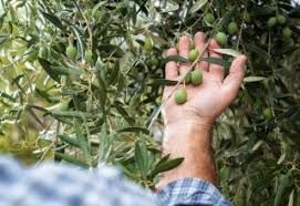 New Board Representatives at the Olive Oil Commission of California