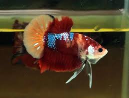 No posts or comments praising or advertising betta fighting. Arunyar Betta On Twitter Hm Pk Nemo Candy Rosetail Koi Hmpk Betta Halfmoon Halfmoonbetta Bettafish Bettaholic Bettaclub Bettathailand Amazing Beautiful Fish Https T Co Bfkpfsmfty