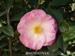 The Camellia Is A Genus Of Attractive Evergreen Shrubs Famed For Their Winter To Spring Blooms Evergreen Flowering Shrubs Flower Landscape Landscaping Shrubs