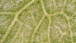 Maybe you would like to learn more about one of these? Plant Cells Under Microscope 100x Stock Photo Picture And Royalty Free Image Image 43885268