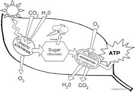 Shannan muskopf june 15, 2018. Photosynthesis Coloring