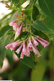 Image result for Cestrum elegans