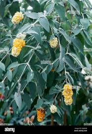Image result for Buddleja madagascariensis
