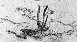 Check spelling or type a new query. Qbars V33n2 Transplanting Native Azaleas And Their Propagation By Root Cuttings