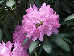 20 Seeds Rhododendron Catawbiense Grandiflora Etsy In 2020 Lily Seeds Rose Seeds Pollinator Garden
