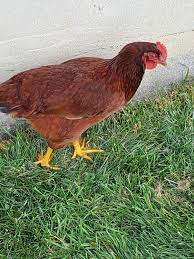 It has not crowed yet. This Is My 4 4 And A Half Month Old Rhode Island Red Rooster Or Hen Chickens