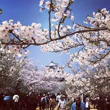 いいね 13件 コメント0件 tet chikaのinstagramアカウント 花見 松山城 松山城山公園 桜 城 公園 花見