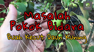 Pokok bidara atau nama saintifiknya z. Masalah Pokok Bidara Epal Buah Kecut Daun Kuning Youtube