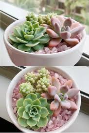 We deliver our succulent and cactus arrangements in the central san diego area. My First Succulent Arrangement Gardening