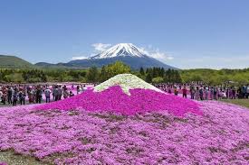 5 Reasons To Visit The Spring 2019 Fuji Shiba Sakura Festival Good Luck Trip