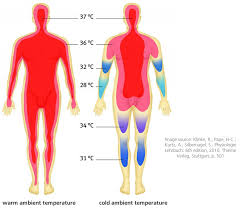 Suhu tubuh orang dewasa normal berkisar antara 36.5 derajat sampai 37.5 derajat celcius. Blog Medical Articles 2015 Dr Indra K Muhtadi Dokter Plus