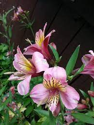 Pin On Growing Alstroemeria