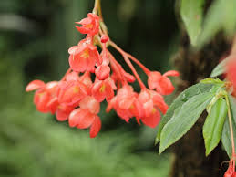 Image result for Begonia fusialata