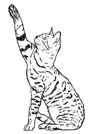 Katze Zeichnen Lernen Schritt Fur Schritt Anhand Einiger Beispiele