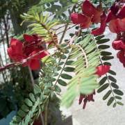 Image result for Sesbania brevipedunculata