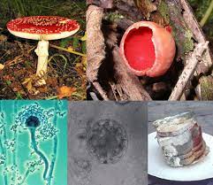 Fungus Wikipedia