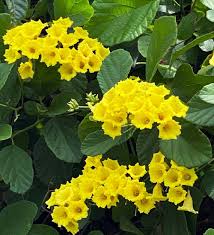 Image result for Cordia