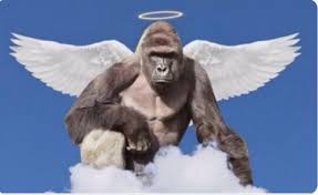 Cincinnati zoo adopts first gorilla since the ape that rose to fame was shot and killed after a child wandered into its enclosure mshindi is the western lowland silverback gorilla. Cincinnati Zoo S Harambe Is Trending On Twitter Again On The Fourth Anniversary Of His Death