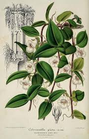 Image result for Behnia reticulata