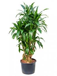 We did not find results for: Dracaena Janet Craig Drachenbaum Verzweigt Palmenmarkt