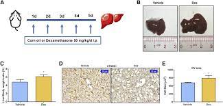 Dexamethasone Induced Liver Enlargement Is Related To Pxr Yap Activation And Lipid Accumulation But Not Hepatocyte Proliferation Drug Metabolism Disposition