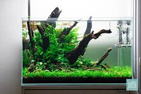 20 Gallon High Tech Planted Aquarium Tank Planted Aquarium Nano Acuario Decoraciones De Acuario De Peces
