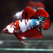 Live Betta Fish Big One Fancy Super Red Galaxy Halfmoon Plakat Hmpk Male 536 Betta Fish Tank Betta Betta Aquarium