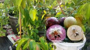 Tropical fruit trees up to 12' flowering trees up to 14' June 2016 Garden Tour With Tropical Fruit Trees Youtube