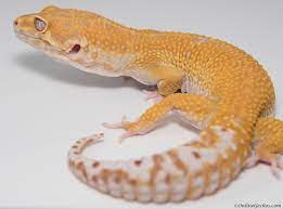 Gecok genjer / pore sexing male crested geckos. Should I Get A Male Or Female Leopard Gecko As Pets Onlinegeckos Com Gecko Breeder