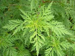 Pollenallergikerinnen steht ein harter spätsommer bevor, stichwort ragweed blüte. Ragweed Soll Nicht In Die Blute Kommen Landwirtschaftskammer Pflanzenschutz