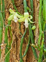 Image result for Vanilla polylepis