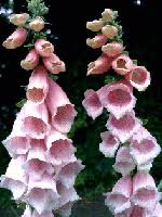 Image result for Scrophulariaceae