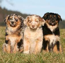 The parents are fcc canadian champions. What Does Pet Quality Mean Choosing Show Dogs Pet Puppies
