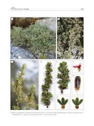 Image result for Cliffortia