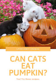 So, what's really the score about tomatoes and cats? Can Cats Eat Pumpkin Yes Try These Recipes Litter Robot Blog Can Cats Eat Pumpkin Tuna Cat Treats Pumpkin For Cats
