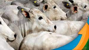 Esta vasta coleção de pornografia tabu irá certamente manter a sua pila dura durante horas sem fim. Mwut23zvr Gqxm