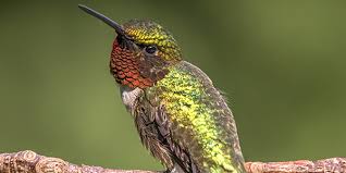19,529 likes · 269 talking about this. Ruby Throated Hummingbird National Wildlife Federation