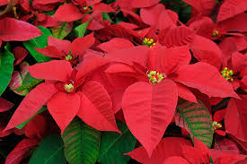 Check spelling or type a new query. All About Poinsettias New Zealand Handyman Magazine