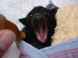It is the only member of the family craseonycteridae. Baby Bats A Girl And Her Bats