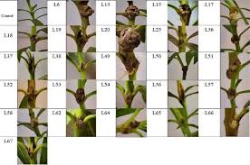 Image result for pseudomonas savastanoi pv nerii oleander symptoms