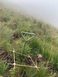 Image result for Digitaria monodactyla