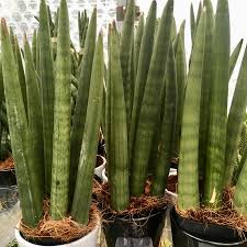 They are dark green in color with light transverse bands. Sansevieria Mikado Small Phelsuma Farm
