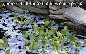 Check spelling or type a new query. How To Cure Pond Froth And Foam Water Gardening Direct
