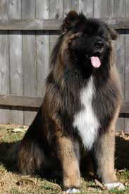 Pin By Maribel Valentin On Dogs Akita Dog Akita Puppies Akita