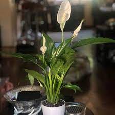 Peace Lily Spathiphyllum Air Purifying Indoor Plant In 4 3d Printed Biopot Air Purifying Plants Indoor Air Purifying Plants Plants