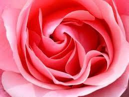 I'll show you how to fill a potted. Free Flower Bouquets Petal It Forward Burke Burke Va Patch